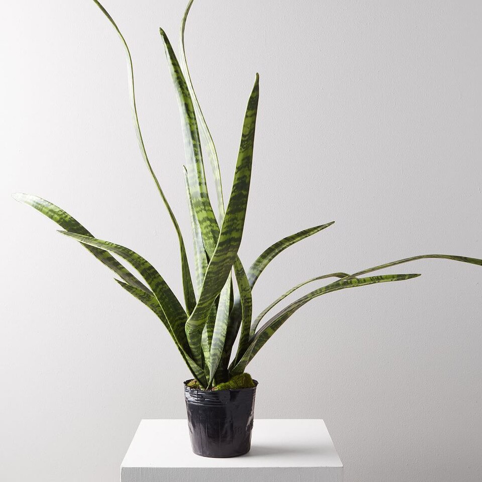 Faux Potted Snake Plant west elm Australia